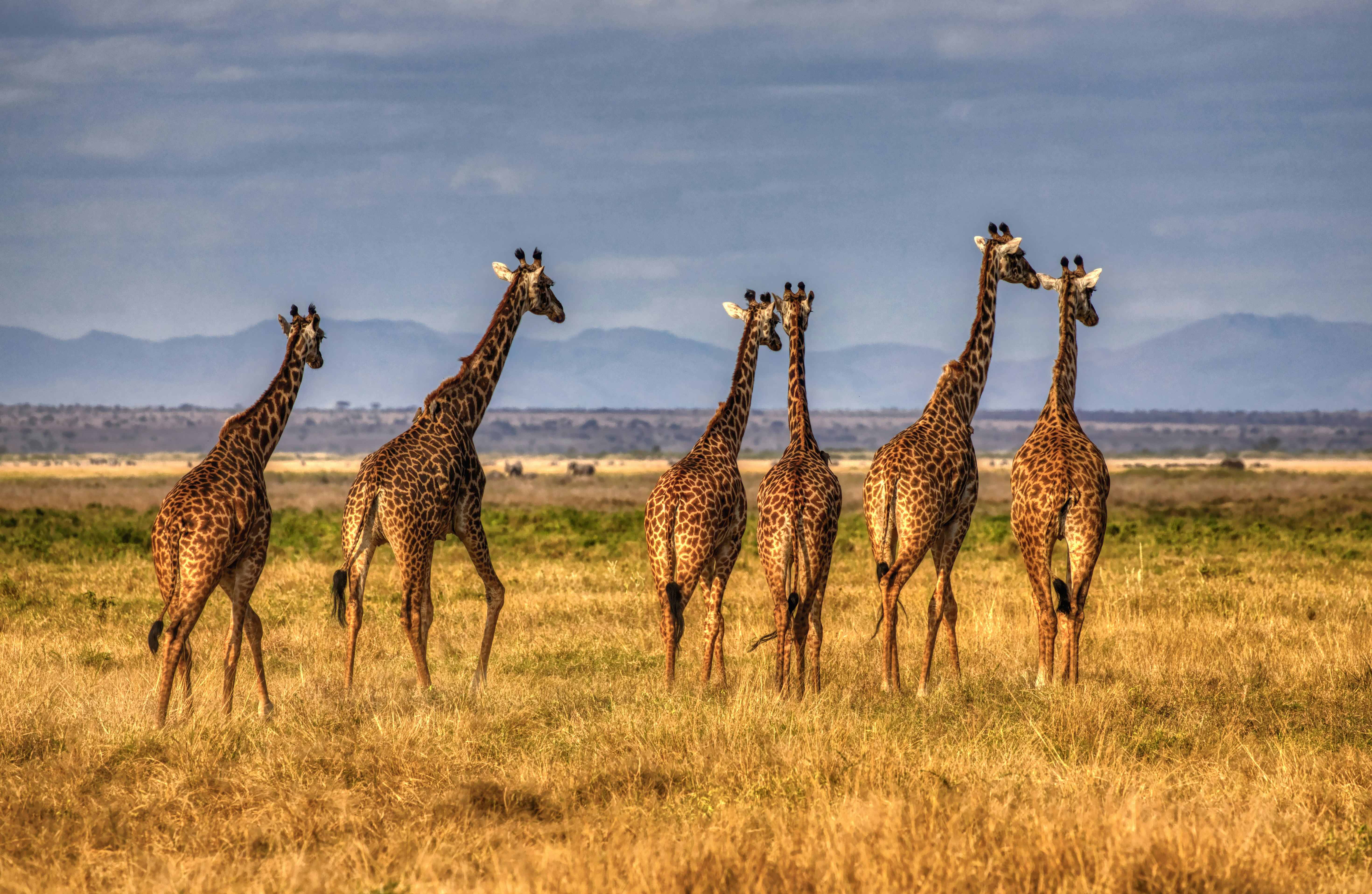 group of giraffes on brown grass field during daytime